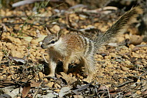 Numbat (Myrmecobius fasciatus) young, Brookton, Western Australia, Australia
