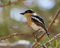 Pririt Batis (Batis pririt) female, Spitzkoppe, Damaraland, Namibia