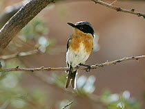 Pririt Batis (Batis pririt) female, Spitzkoppe, Damaraland, Namibia