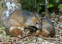 Red-legged Pademelon (Thylogale stigmatica) juvenile and mother snuggling, Malanda, Queensland, Australia
