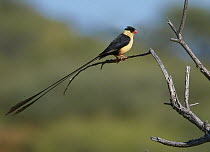 Queen Whydah (Vidua regia) male, Windhoek, Namibia