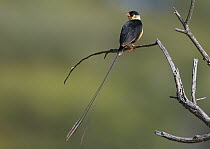 Queen Whydah (Vidua regia) male, Windhoek, Namibia