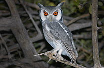 Southern White-faced Owl (Ptilopsis granti) at night, Nxai Pan National Park, Namibia