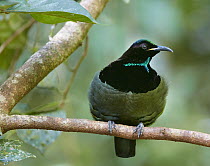 Victoria's Riflebird (Ptiloris victoriae), Malanda, Queensland, Australia
