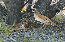 Chestnut-breasted Quail-thrush (Cinclosoma castaneothorax) father with begging chicks in nest, Kirkalocka Station, Mount Magnet, Western Australia, Australia