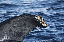 Humpback Whale (Megaptera novaeangliae) fluke with barnacles and around round from Cookie-cutter Shark bite, Maui, Hawaii