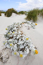 Groundsel (Senecio candicans) flowering on sand dune, Sealion Island, Falkland Islands