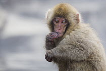 Japanese Macaque (Macaca fuscata) young, Jigokudani, Nagano, Japan