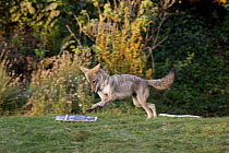 Coyote (Canis latrans) female playing with newspaper, San Francisco, Bay Area, California