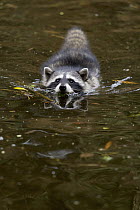 Raccoon (Procyon lotor) juvenile swimming, San Francisco, Bay Area, California