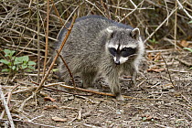 Raccoon (Procyon lotor) juvenile, San Francisco, Bay Area, California