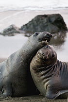 Northern Elephant Seal (Mirounga angustirostris) juveniles play-fighting, Piedras Blancas, California