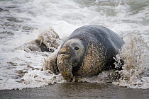 Northern Elephant Seal (Mirounga angustirostris) male coming ashore, Piedras Blancas, California