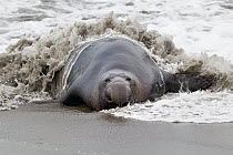 Northern Elephant Seal (Mirounga angustirostris) male coming ashore, Piedras Blancas, California