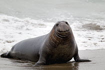 Northern Elephant Seal (Mirounga angustirostris) male, Piedras Blancas, California