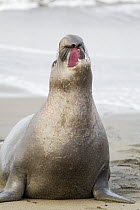 Northern Elephant Seal (Mirounga angustirostris) sub-adult male calling, Piedras Blancas, California