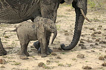 African Elephant (Loxodonta africana) mother and calf, Sabi-sands Game Reserve, South Africa