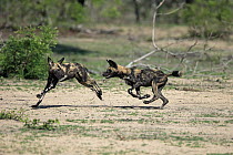 African Wild Dog (Lycaon pictus) males fighting, Sabi-sands Game Reserve, South Africa