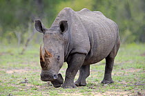 White Rhinoceros (Ceratotherium simum), Sabi-sands Game Reserve, South Africa