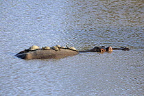 Hippopotamus (Hippopotamus amphibius) with East African Serrated Mud Turtles (Pelusios sinuatus) on back, Sabi-sands Game Reserve, South Africa