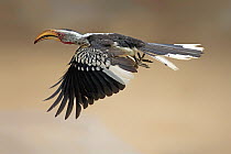 Southern Yellow-billed Hornbill (Tockus leucomelas) flying, Kruger National Park, South Africa