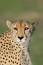 Cheetah (Acinonyx jubatus), Sabi-sands Game Reserve, South Africa