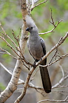 Grey Go-away-bird (Corythaixoides concolor), Kruger National Park, South Africa
