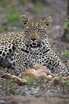 Leopard (Panthera pardus) with kill, Sabi-sands Game Reserve, South Africa