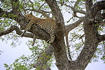 Leopard (Panthera pardus) in tree, Sabi-sands Game Reserve, South Africa