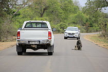 Chacma Baboon (Papio ursinus) mother and young on road, Kruger National Park, South Africa