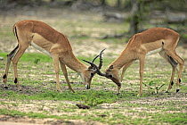 Impala (Aepyceros melampus) males fighting, Sabi-sands Game Reserve, South Africa