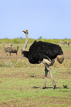 Ostrich (Struthio camelus) male, Kruger National Park, South Africa