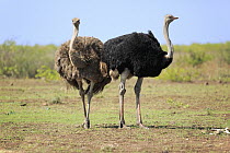 Ostrich (Struthio camelus) female and male, Kruger National Park, South Africa