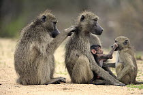 Chacma Baboon (Papio ursinus) female grooming mother with young and juvenile, Kruger National Park, South Africa