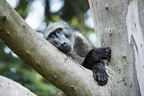 Chacma Baboon (Papio ursinus) in tree, Montagu Pass, Garden Route National Park, South Africa