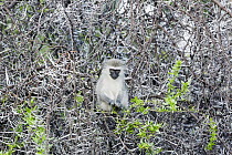 Savanah Monkey (Chlorocebus aethiops) in thorny tree, Mountain Zebra National Park, South Africa