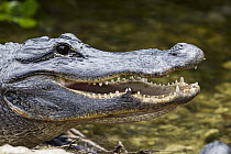American Alligator (Alligator mississippiensis) thermoregulating, North America