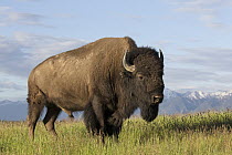 American Bison (Bison bison) bull, National Bison Range, Montana