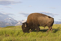 American Bison (Bison bison) bull grazing, National Bison Range, Montana