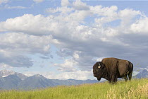 American Bison (Bison bison) bull in grassland, National Bison Range, Montana