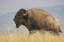 American Bison (Bison bison) bull calling, National Bison Range, Montana