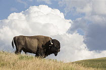 American Bison (Bison bison) bull, National Bison Range, Montana