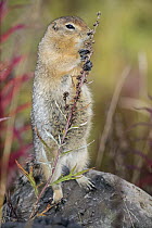 Long-tailed Ground Squirrel (Spermophilus undulatus) browsing, central Alaska