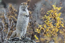 Long-tailed Ground Squirrel (Spermophilus undulatus) on alert, central Alaska