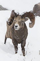 Bighorn Sheep (Ovis canadensis) ram in snowfall, western Canada