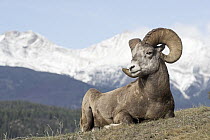 Bighorn Sheep (Ovis canadensis) ram, western Canada