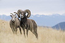 Bighorn Sheep (Ovis canadensis) ewe and ram, western Montana