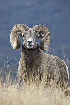 Bighorn Sheep (Ovis canadensis) ram, western Montana