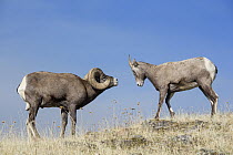 Bighorn Sheep (Ovis canadensis) ram flehming near ewe, western Montana