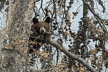 Black Bear (Ursus americanus) cub in tree, western Canada